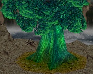 Mt. Rikuroa Genesis Tree After Mt. Rikuroa Genesis Tree After