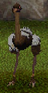 Ostrich
